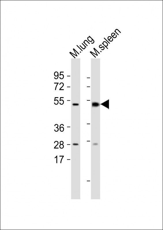 M Mlkl Antibody (C-term)
