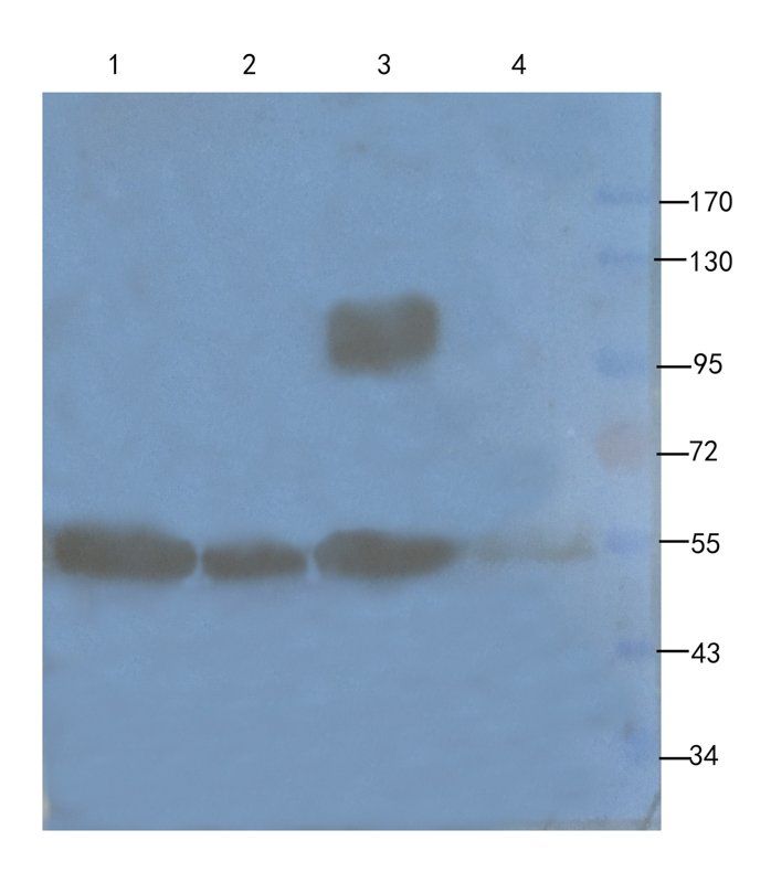 Mlkl antibody