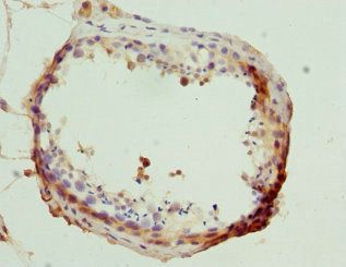 MLLT3 Antibody