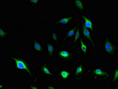 MLLT4 Antibody