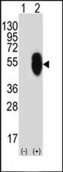 MLLT6 antibody