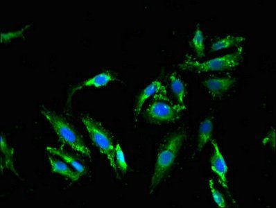 MLPH Antibody