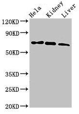 MLPH Antibody