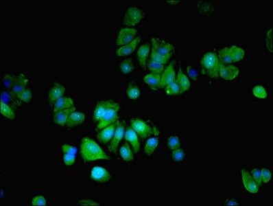 MLX Antibody