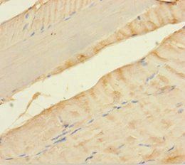 MLXIP Antibody