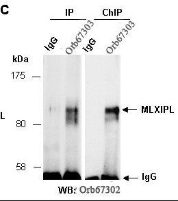 MLXIPL (C) Antibody, Rabbit Polyclonal
