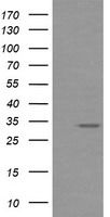 MMACHC Antibody
