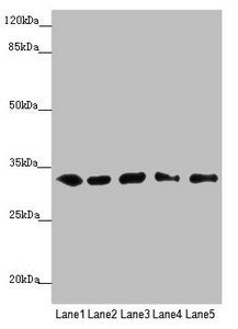 MMACHC Antibody