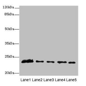 MMD2 Antibody