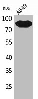 MME Antibody