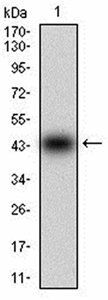 MMEL1 Antibody