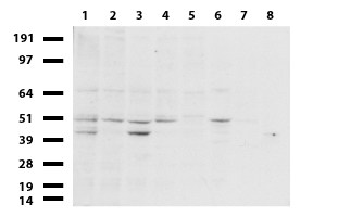 MMGT1 Antibody