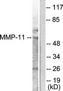 MMP-11 Antibody