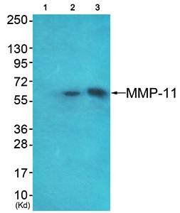 MMP-11 antibody