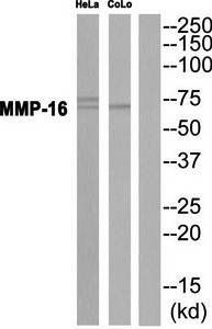 MMP-16 Antibody