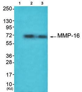 MMP-16 Antibody