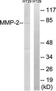 MMP-2 Antibody
