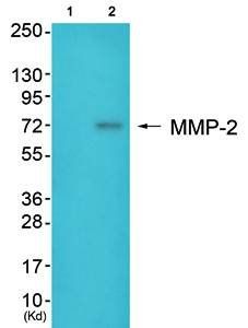 MMP-2 Antibody
