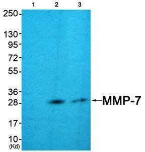 MMP-7 Antibody