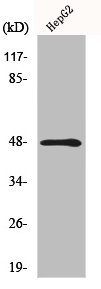 MMP13 antibody