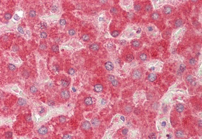 Goat anti-MMP14 Antibody