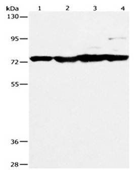 MMP15 Antibody