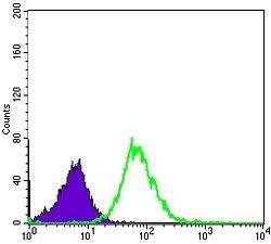 MMP1 Antibody