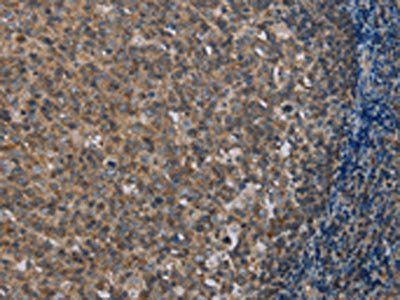 MMP20 Antibody