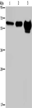 MMP20 Antibody