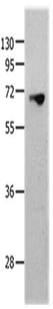 MMP25 Antibody
