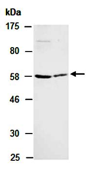 MMP27 (M) Antibody, Rabbit Polyclonal