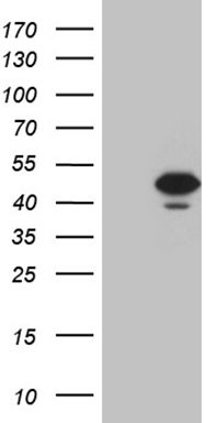 MMP3 Antibody