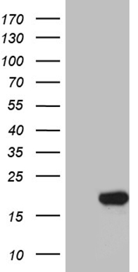 MMP3 Antibody