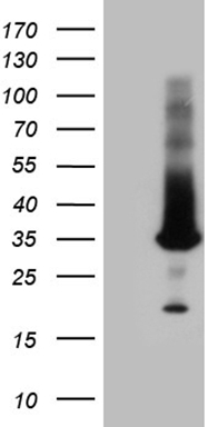 MMP3 Antibody