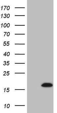 MMP3 Antibody