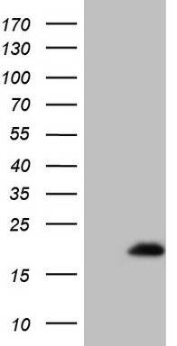 MMP3 Antibody