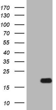 MMP3 Antibody