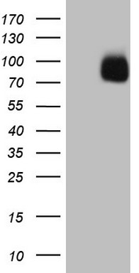 MMP3 Antibody