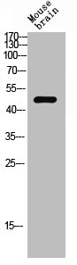 MMP3 Antibody
