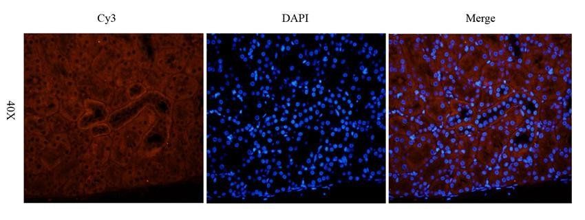 MMP3 antibody