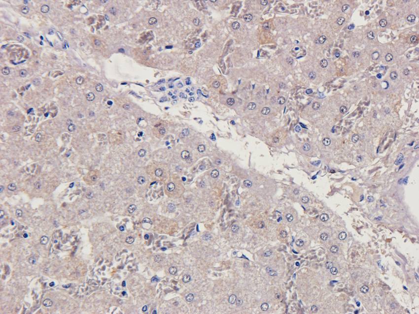 MMP3 antibody