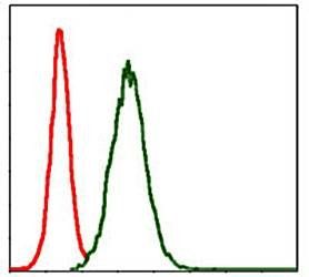 MMP3 Antibody