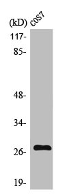 MMP7 antibody