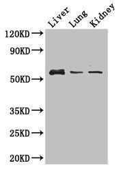 MMP8 Antibody