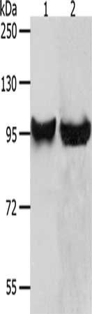 MMP8 Antibody