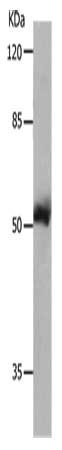 MMP8 Antibody