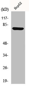 MMP9 Antibody