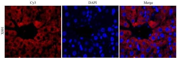 MMP9 antibody