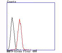 MMP9 Antibody