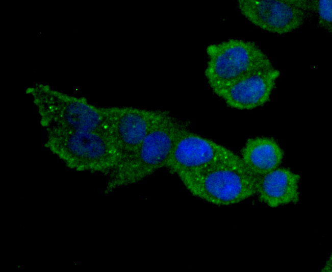 MMP9 Antibody